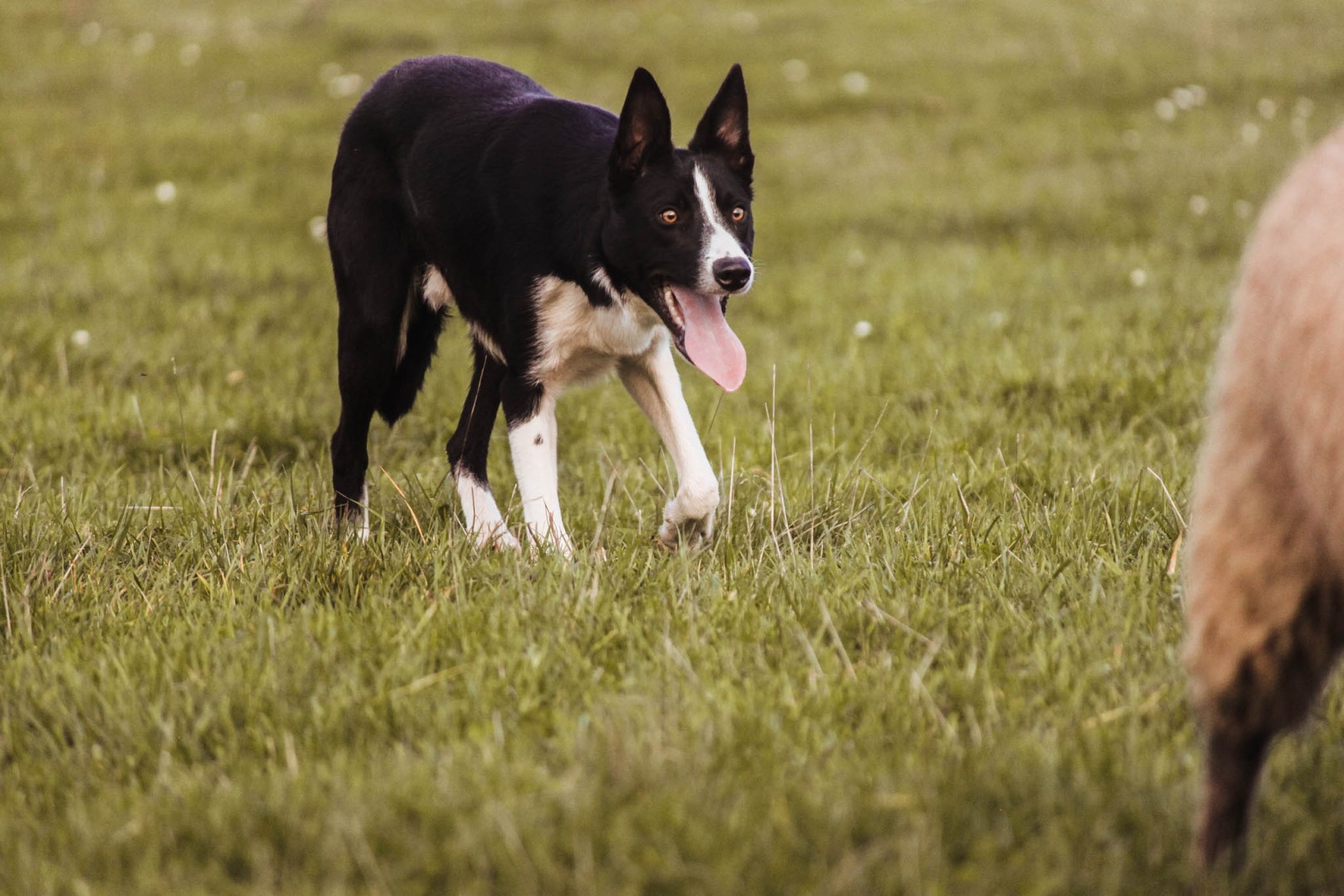 dog