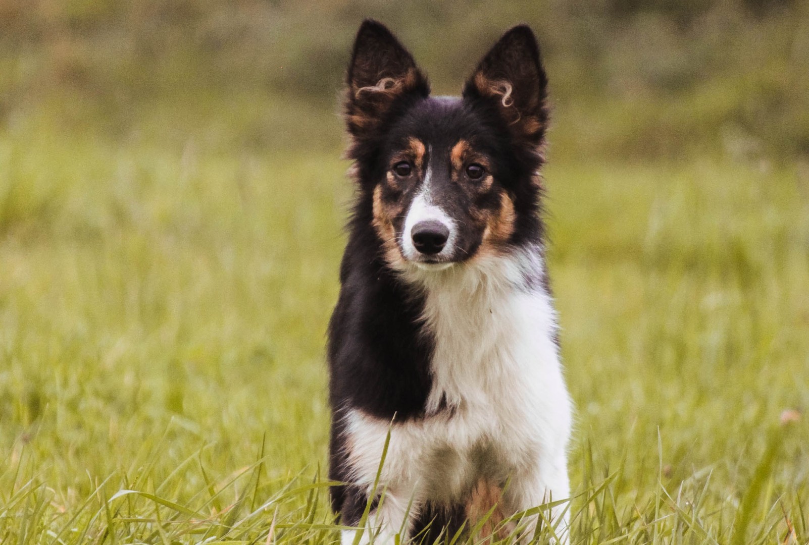 dog