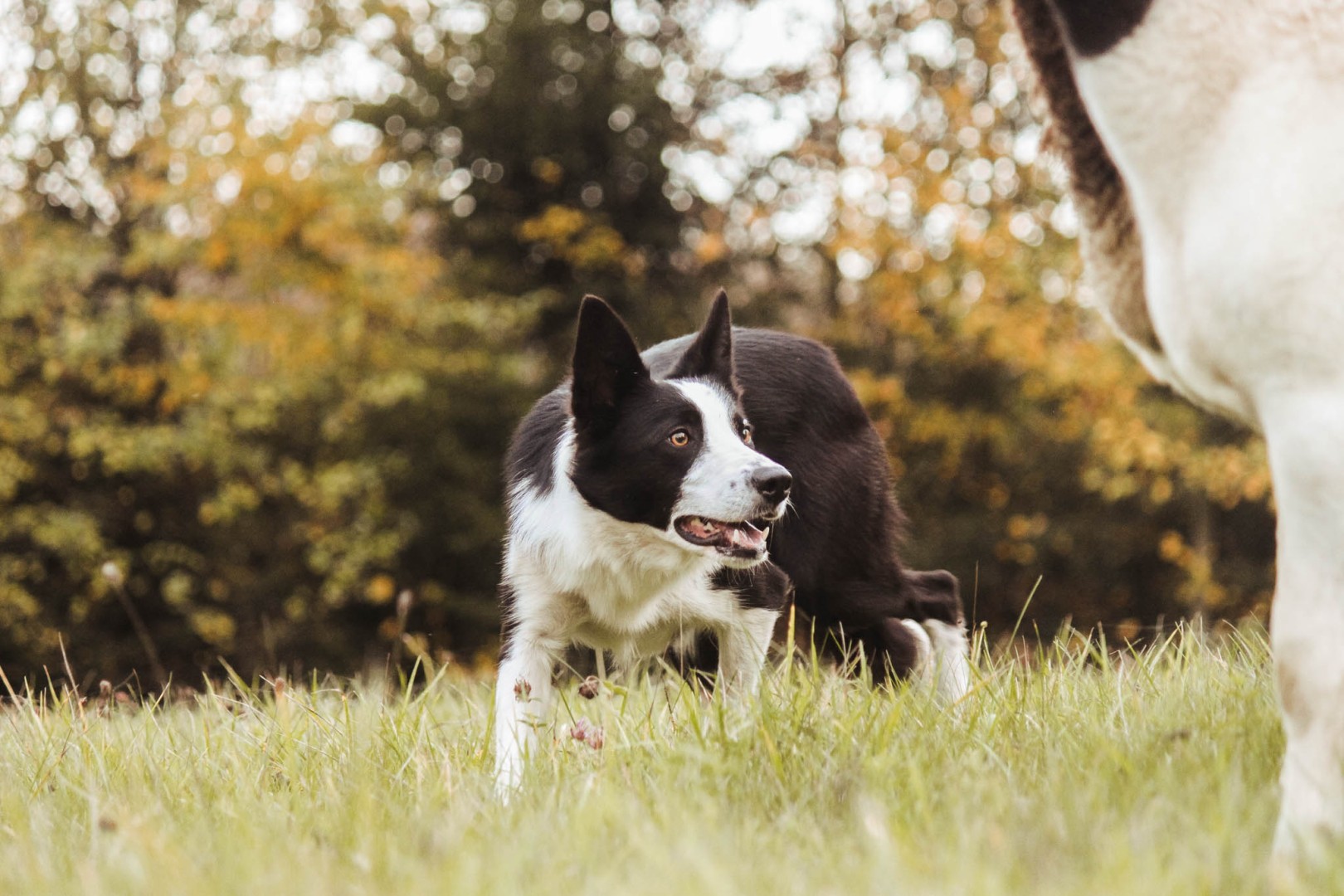 dog